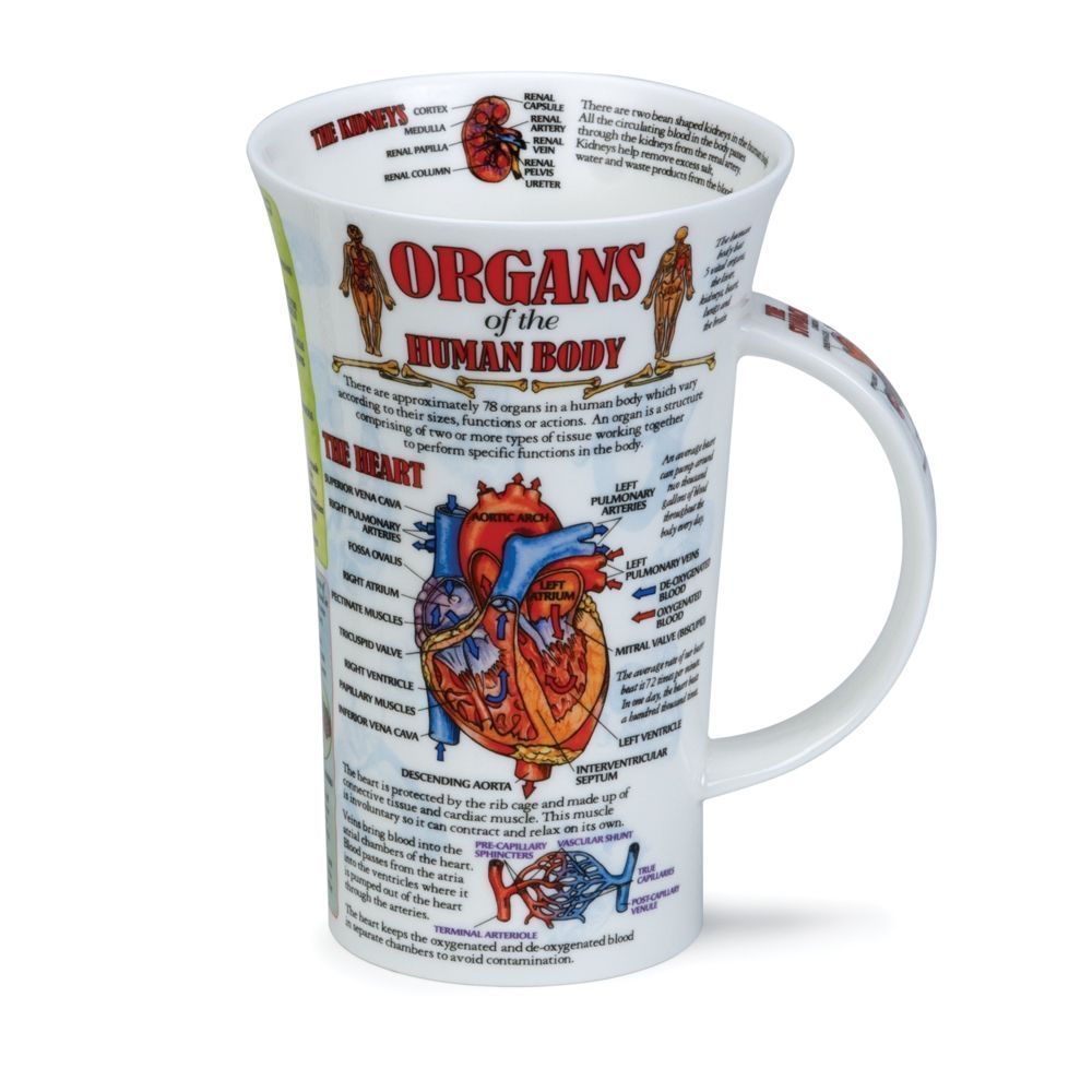 ÓRGANOS DEL CUERPO HUMANO