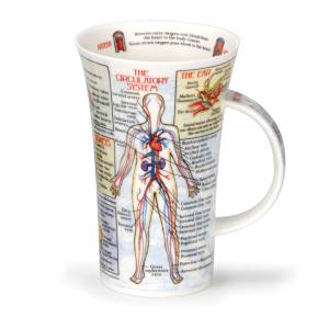 CUERPO HUMANO