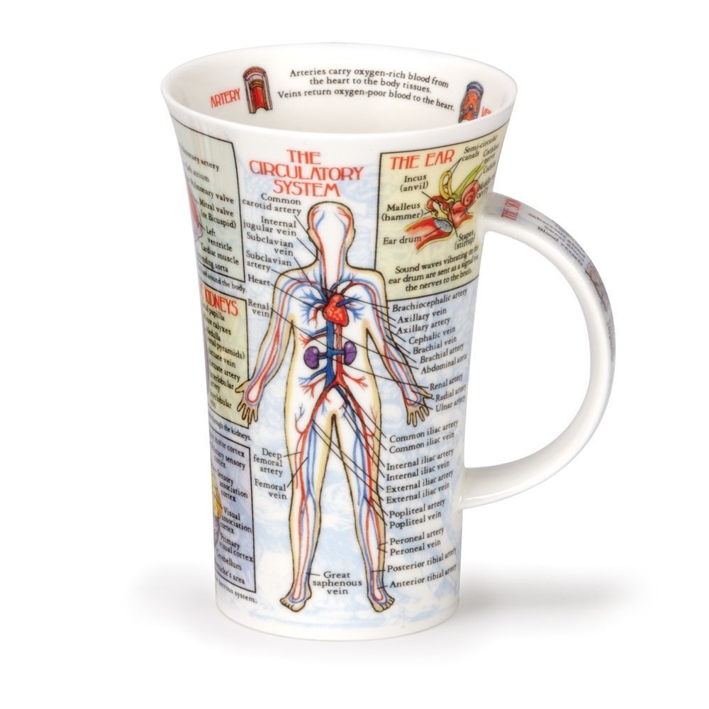 CUERPO HUMANO