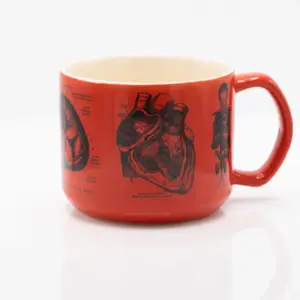 anatomía del corazón